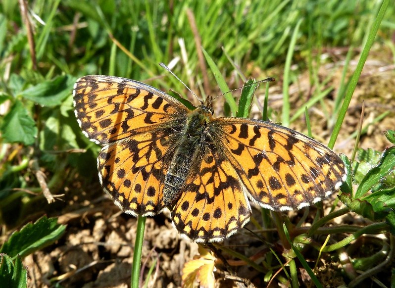 Finalmente la Zerynthia polyxena! (e Boloria dia)